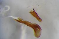 Philonthus atratus