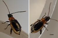 Longitarsus dorsalis