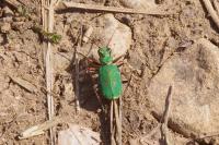 Cicindela campestris