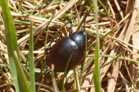 Timarcha goettingensis