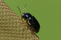 Cryptocephalus flavipes