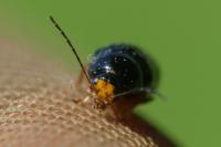 Cryptocephalus flavipes
