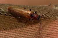 Denticollis linearis