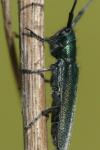 Agapanthia intermedia