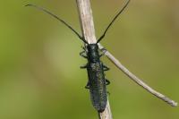 Agapanthia intermedia