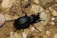 Carabus violaceus