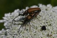Stictoleptura rubra