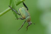 Hoplia argentea