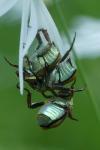 Hoplia argentea