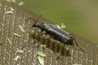 Grammoptera ruficornis