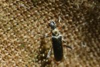 Grammoptera ruficornis