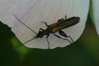 Oedemera pthysica