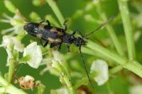 Anoplodera sexguttata