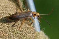 Nacerdes carniolica