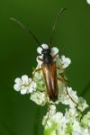 Alosterna tabacicolor