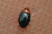 Podagrica fuscipes