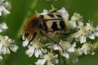 Trichius fasciatus