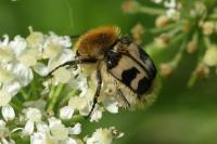 Trichius fasciatus