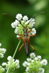 Stenocorus meridianus