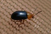 Podagrica fuscicornis