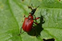 Apoderus coryli