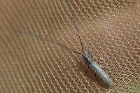 Calamobius filum