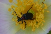 Dinoptera collaris