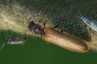 Denticollis linearis