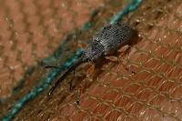 Rhopalapion longirostre