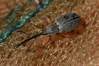 Rhopalapion longirostre