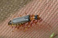 Cantharis lateralis