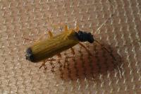 Rhagonycha lignosa