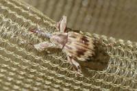 Anthonomus rectirostris