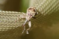 Anthonomus rectirostris