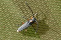Phytoecia pustulata