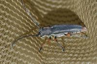 Phytoecia pustulata