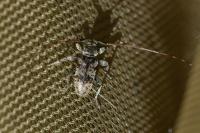 Leiopus femoratus