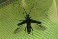 Stictoleptura scutellata