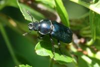 Platycerus caraboides