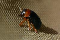 Smaragdina salicina