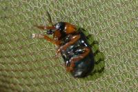 Smaragdina salicina