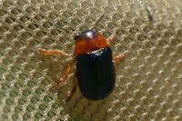 Smaragdina salicina