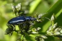 Plateumaris sericea