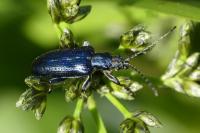 Plateumaris sericea