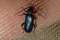 Poecilium rufipes