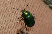 Chrysolina fastuosa