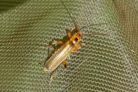 Metacantharis discoidea