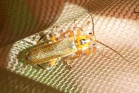 Metacantharis discoidea
