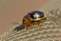 Cryptocephalus pusillus