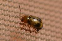 Cryptocephalus pusillus